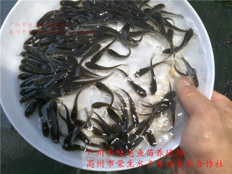 斑点叉尾鮰鱼苗钳鱼苗