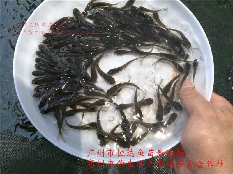 斑点叉尾鮰鱼苗钳鱼苗