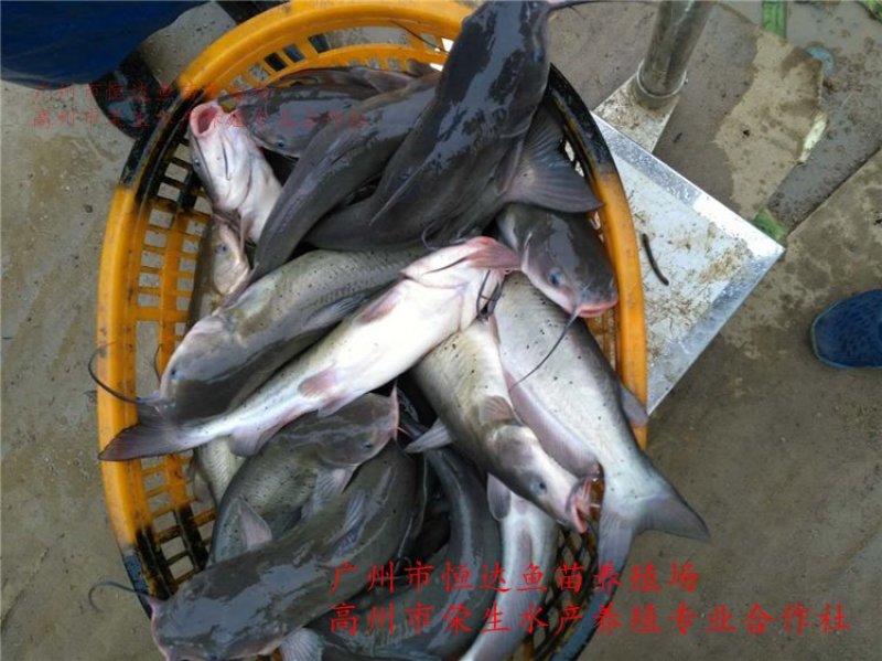 斑点叉尾鮰鱼苗钳鱼苗
