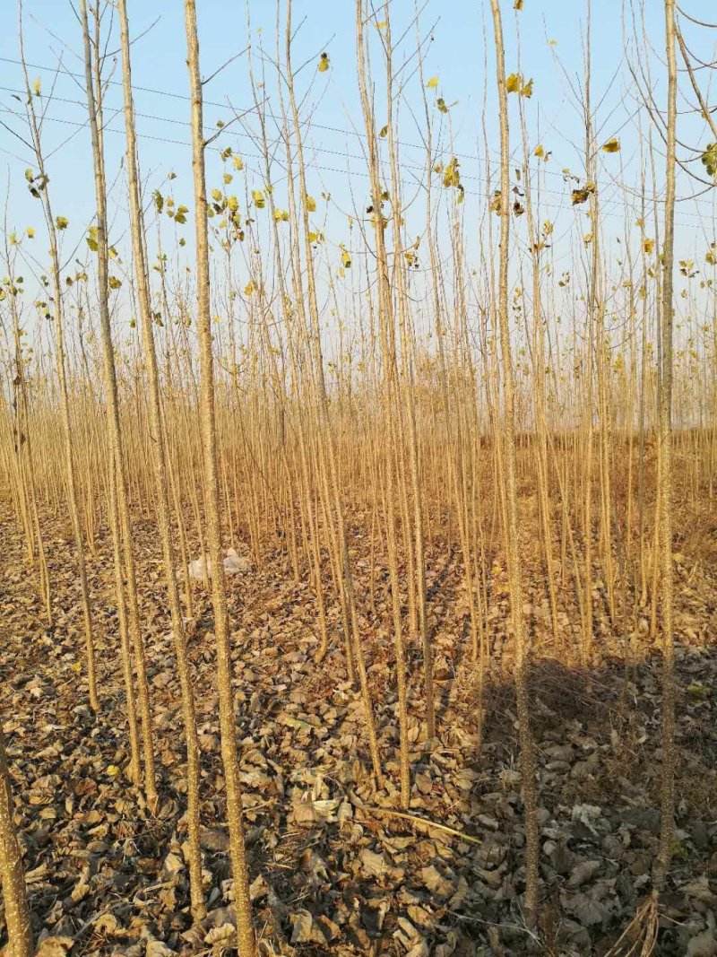 大量出售国槐，速生杨，桃树，柳树，白蜡......