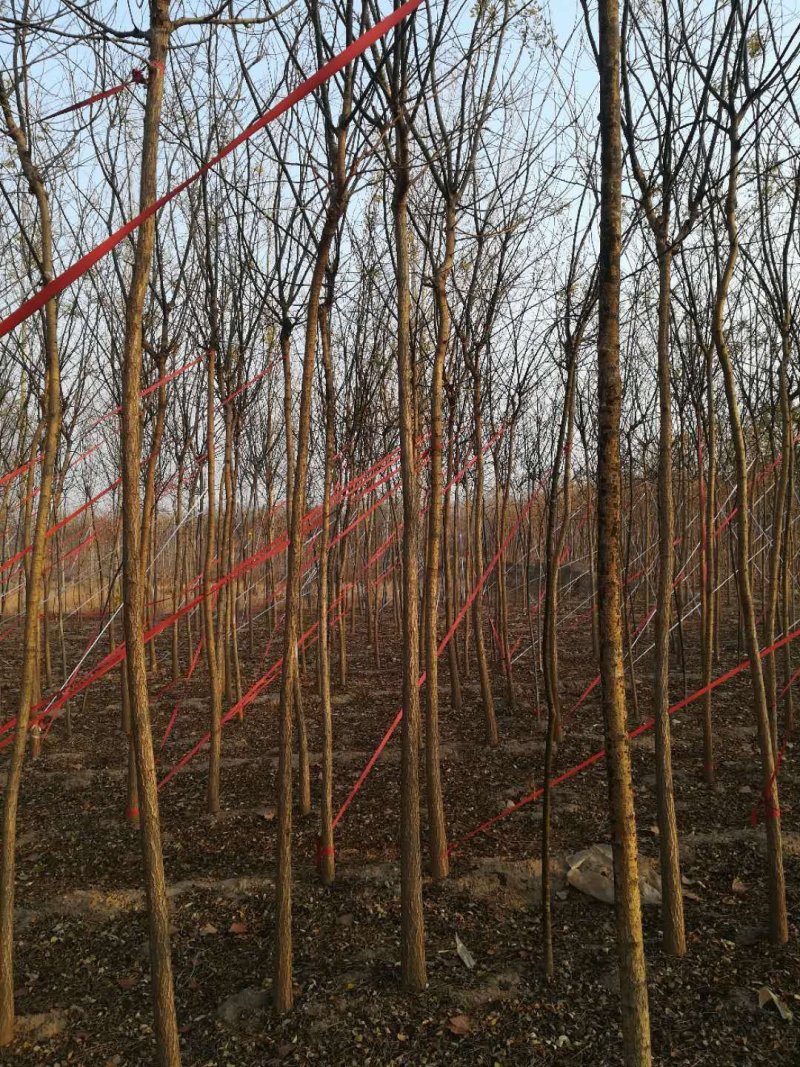大量出售国槐，速生杨，桃树，柳树，白蜡......