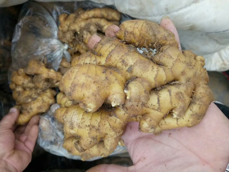 小姜批发大量供应货源充足各种质量都有
