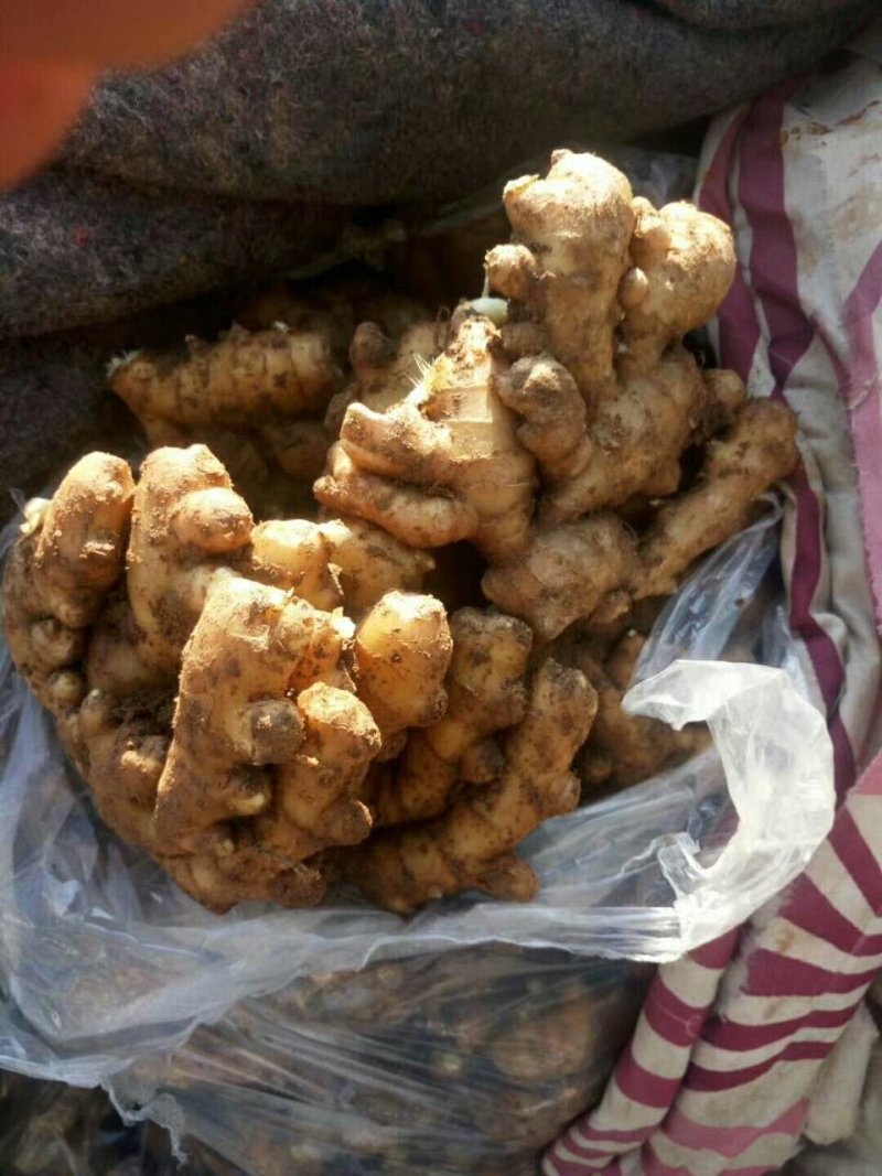 小姜批发大量供应货源充足各种质量都有