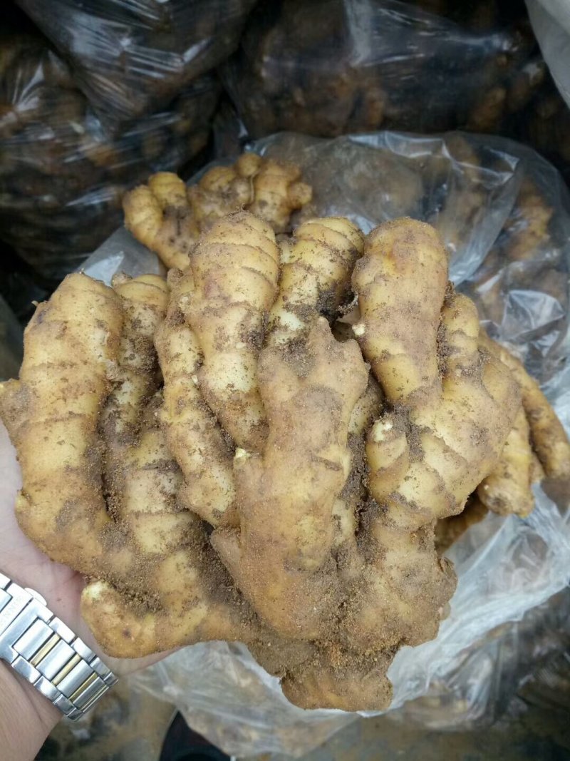 小姜批发大量供应货源充足各种质量都有