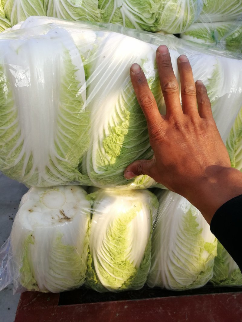 江苏大白菜黄心白菜棵形好嫩菜产地直发质量保证