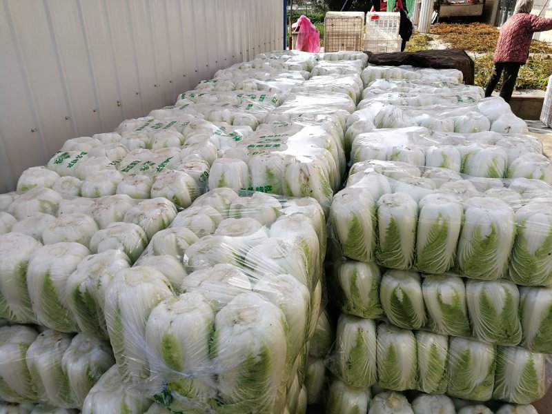 江苏大白菜黄心白菜棵形好嫩菜产地直发质量保证