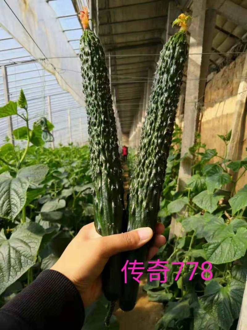 黄瓜苗嫁接强雌黄瓜苗778黄瓜苗油亮绿瓢抗病