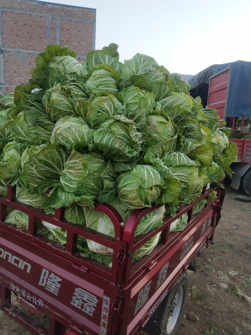 甘肃天水白菜，大白菜，黄心大娃娃菜，黄心白菜