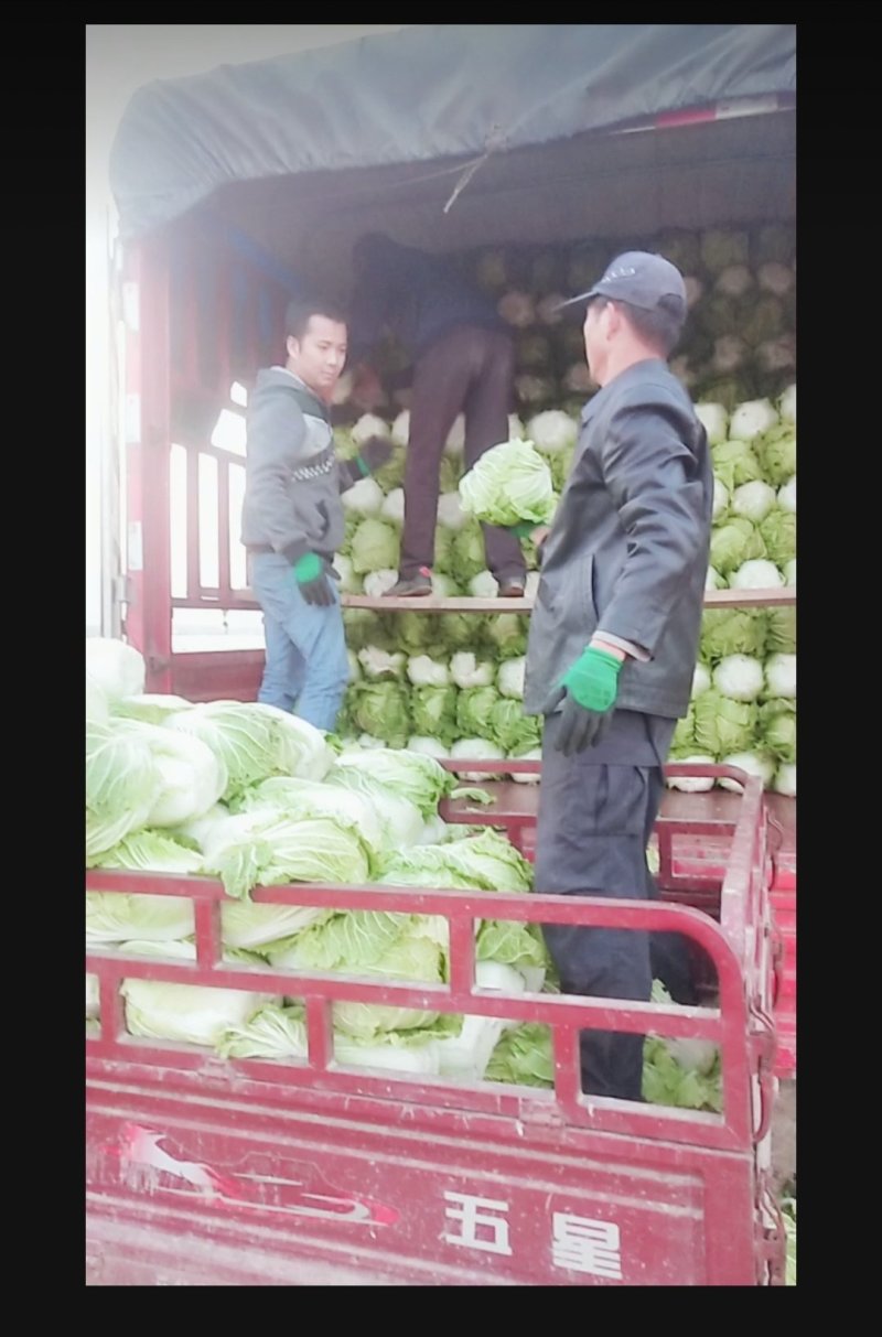 甘肃天水白菜，大白菜，黄心大娃娃菜，黄心白菜