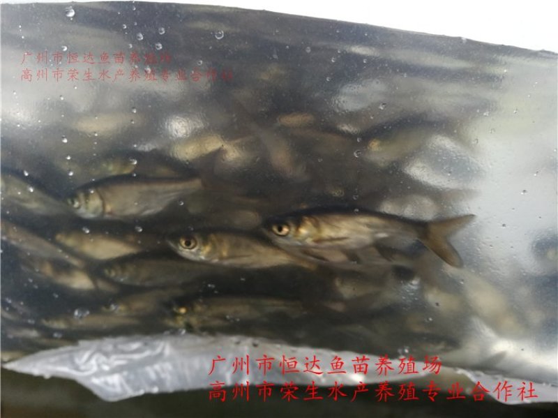 鳙鱼苗大头鱼苗胖头鱼苗