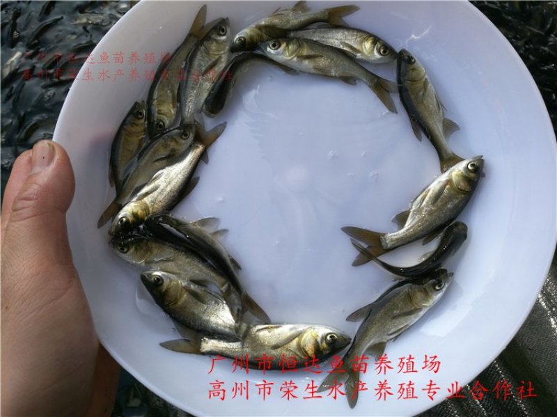 鳙鱼苗大头鱼苗胖头鱼苗