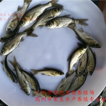 鳙鱼苗大头鱼苗胖头鱼苗