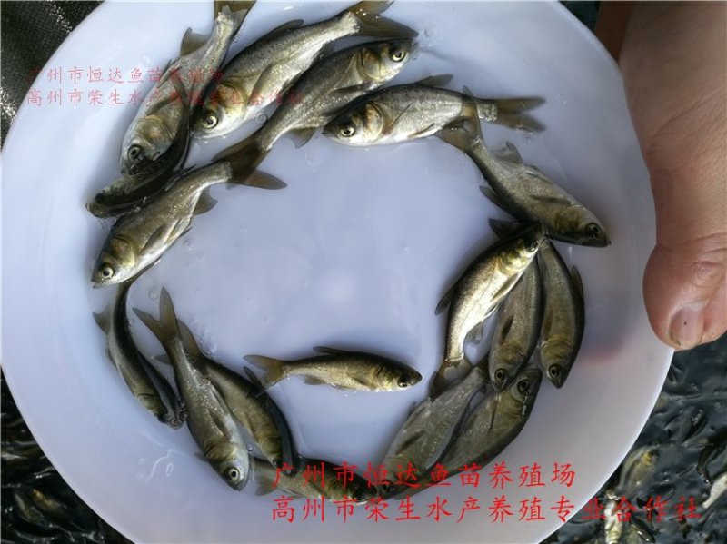 鳙鱼苗大头鱼苗胖头鱼苗