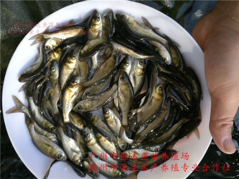 鳙鱼苗大头鱼苗胖头鱼苗