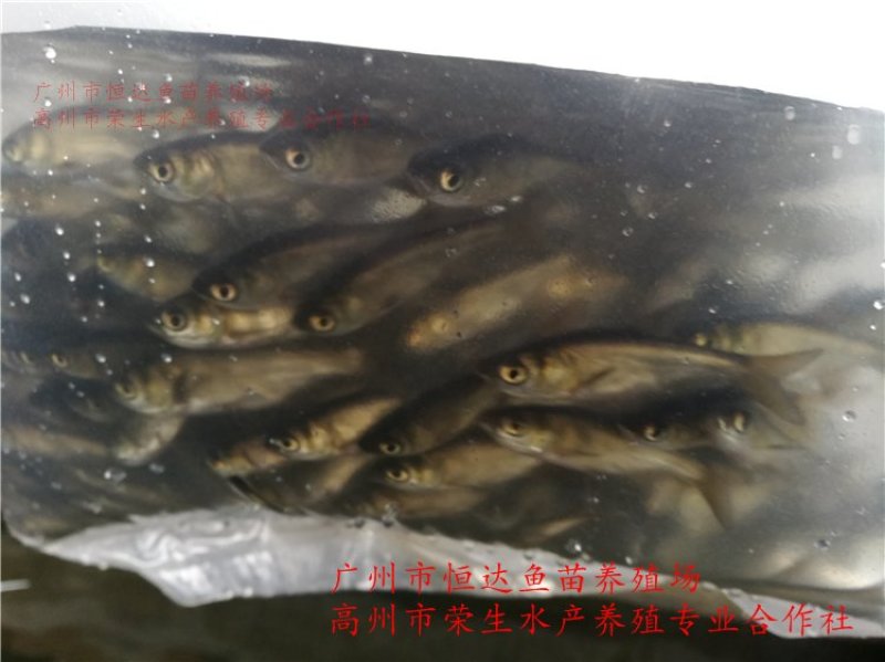 鳙鱼苗大头鱼苗胖头鱼苗