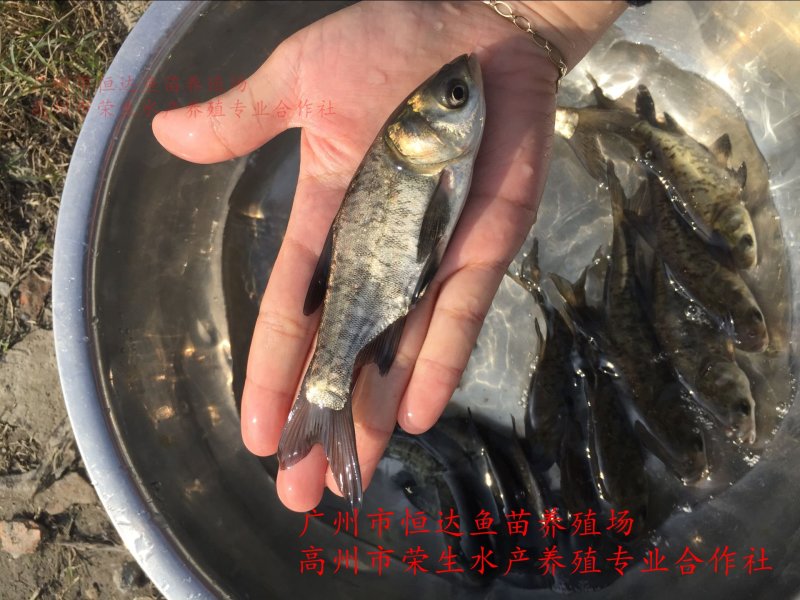 鳙鱼苗大头鱼苗胖头鱼苗