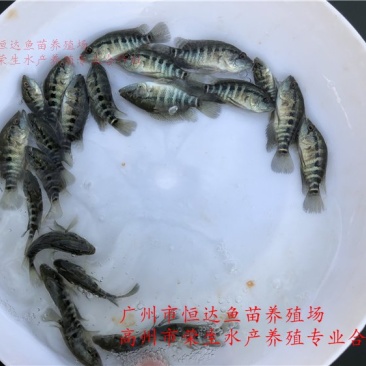 淡水石斑鱼苗