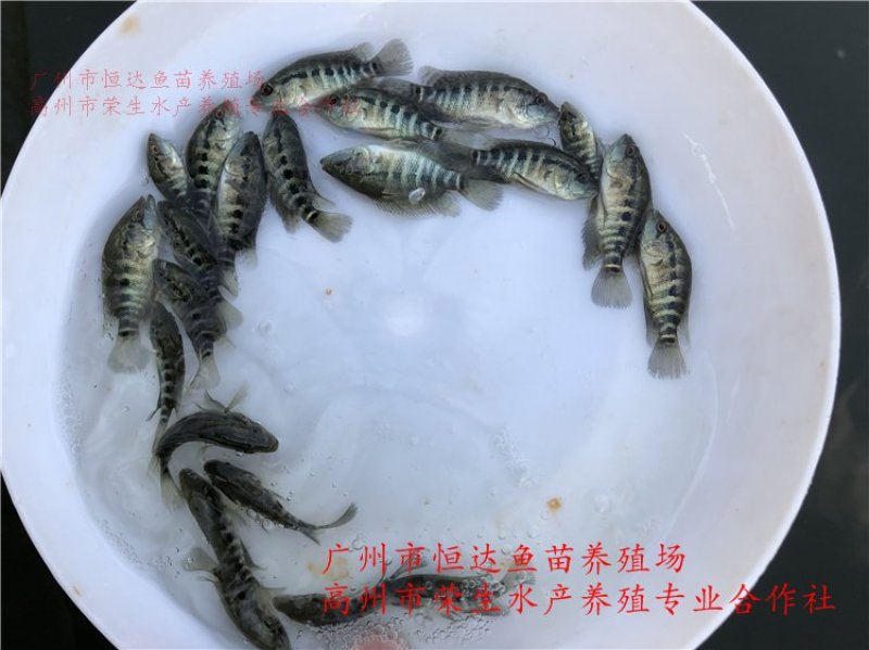 淡水石斑鱼苗