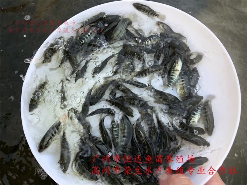 淡水石斑鱼苗