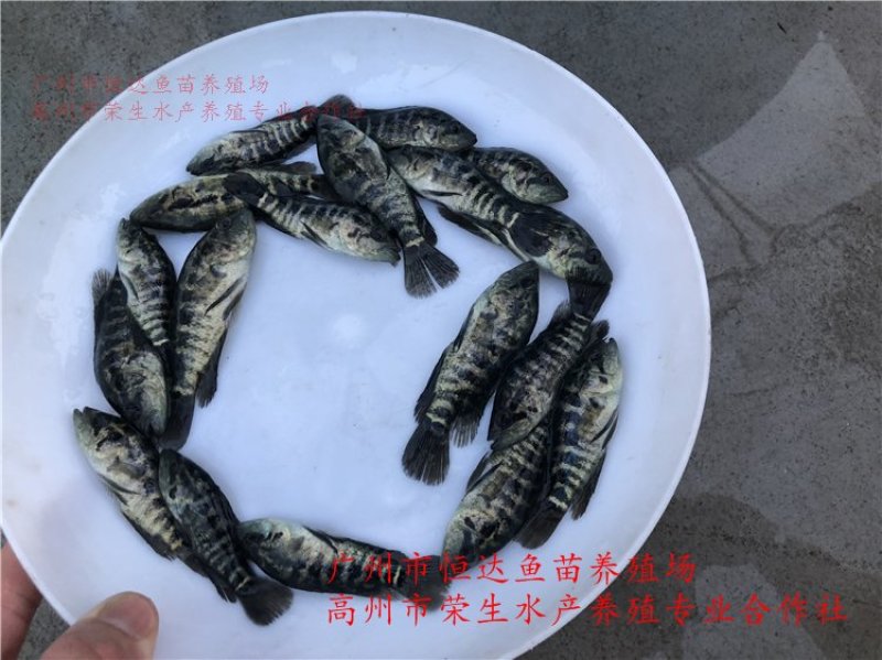 淡水石斑鱼苗