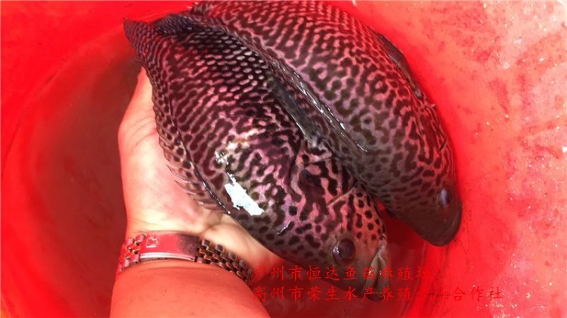 淡水石斑鱼苗
