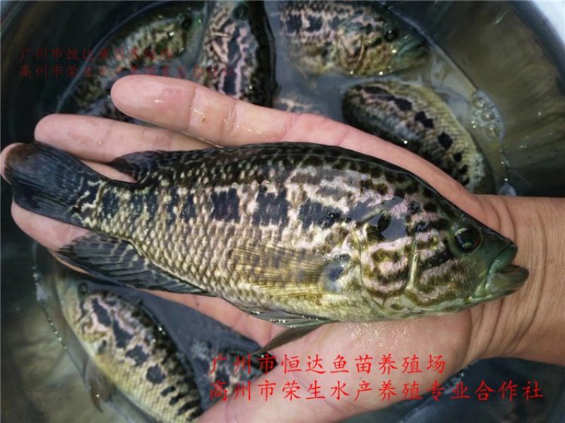 淡水石斑鱼苗