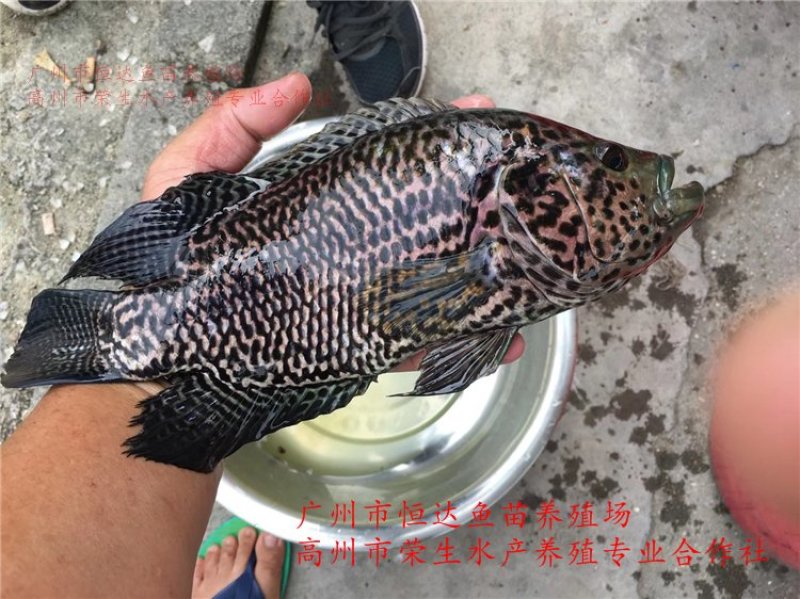 淡水石斑鱼苗