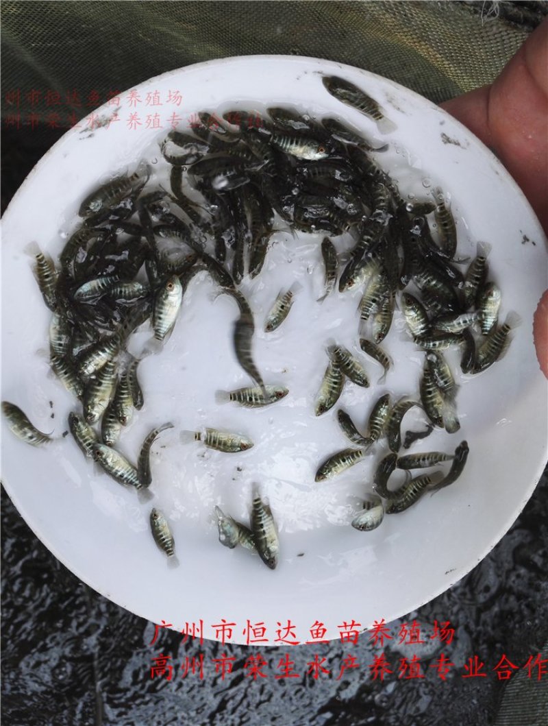 淡水石斑鱼苗