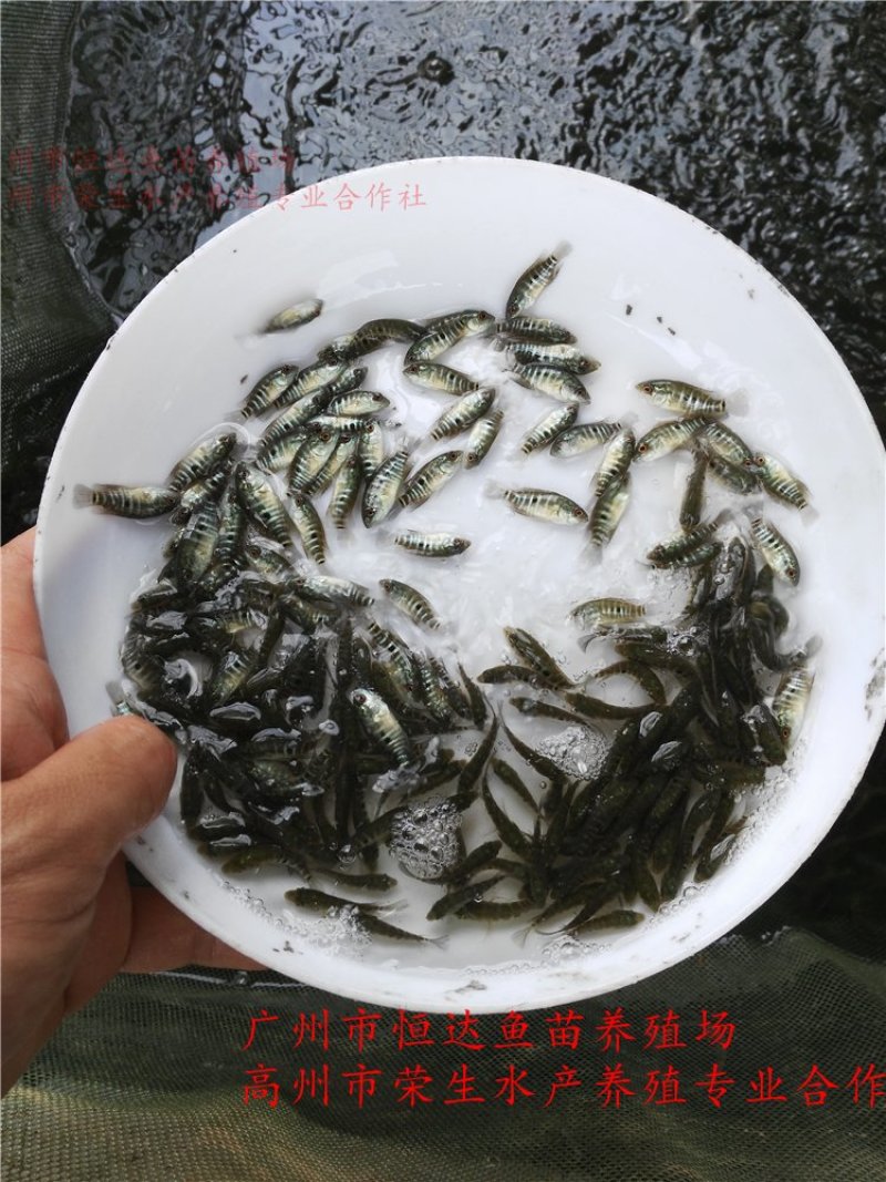 淡水石斑鱼苗