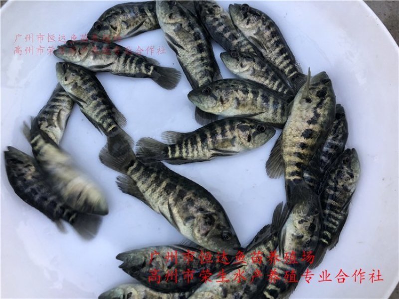 淡水石斑鱼苗