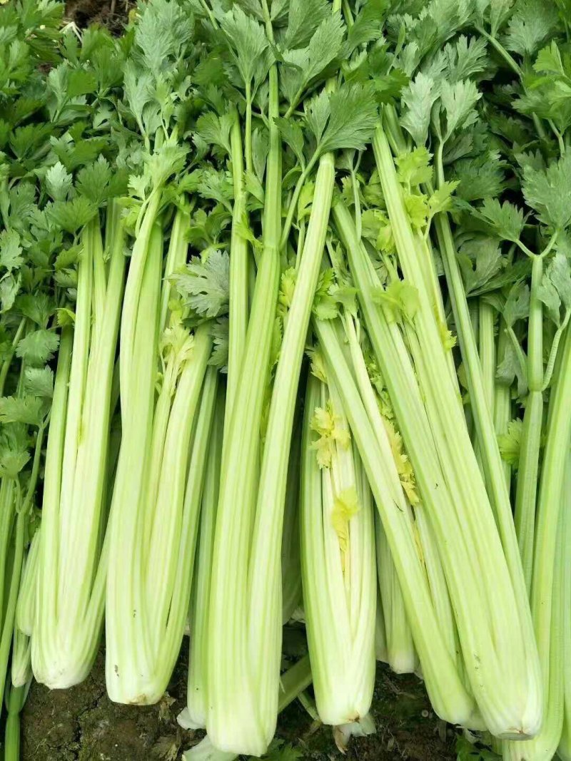 青州芹菜