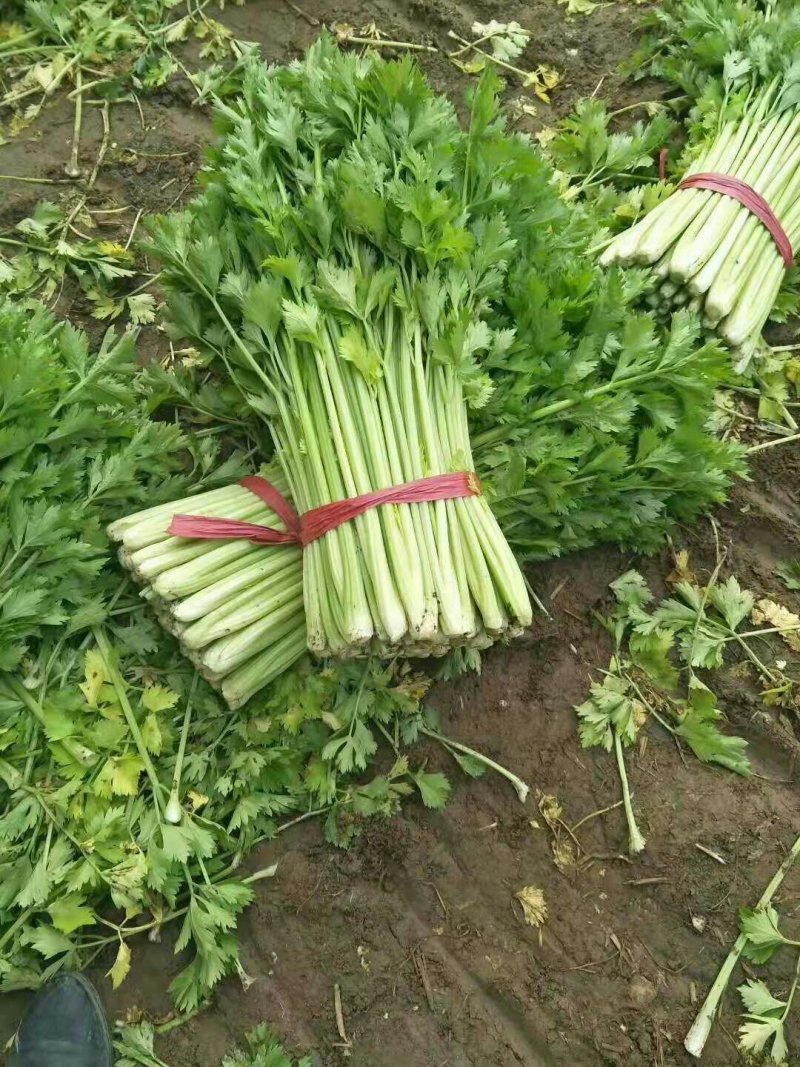 青州芹菜