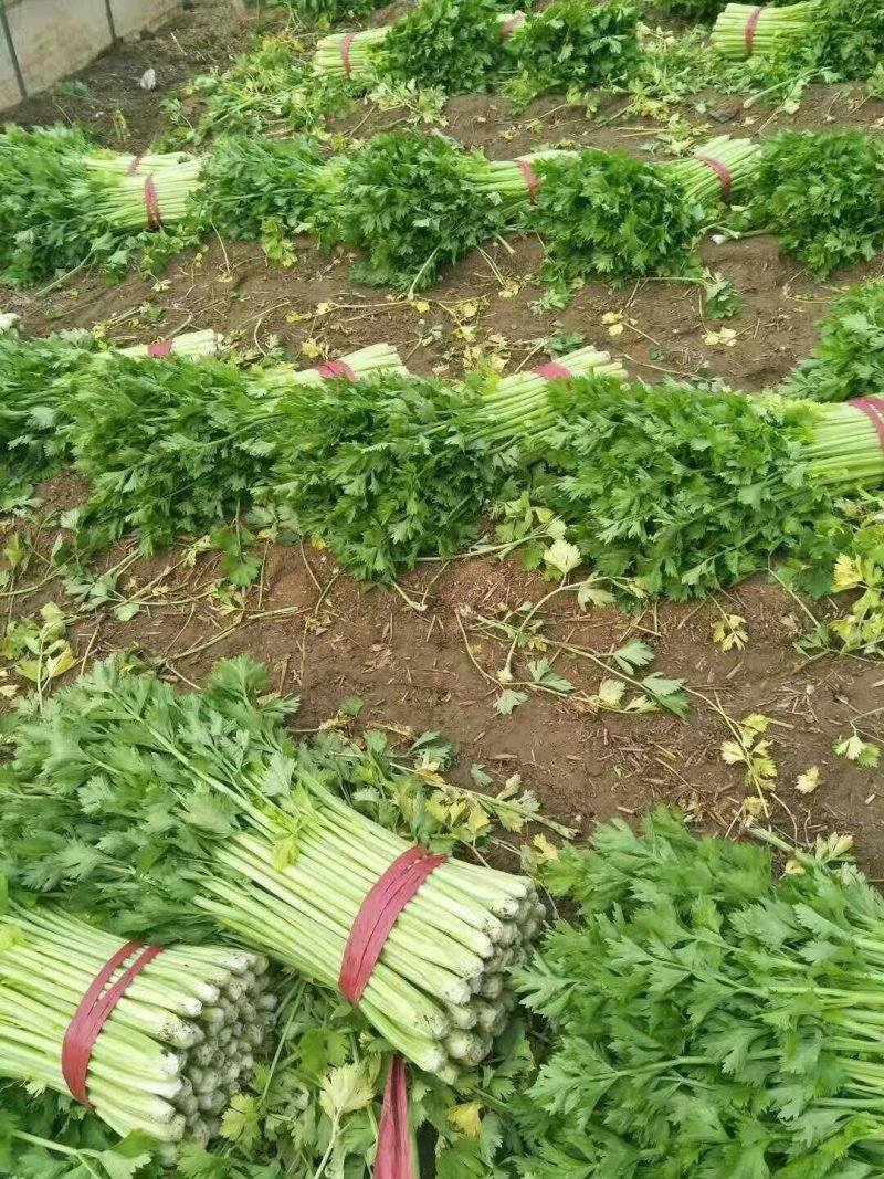 青州芹菜