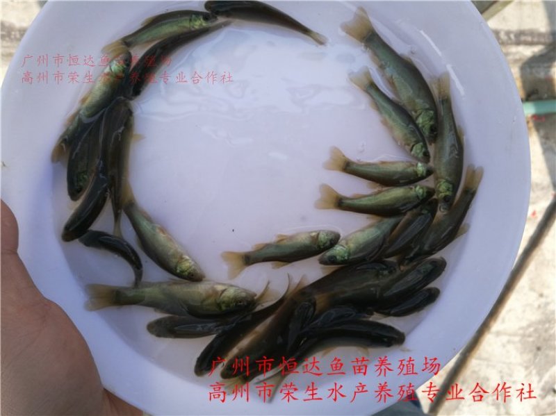 丁桂鱼苗丁岁鱼苗
