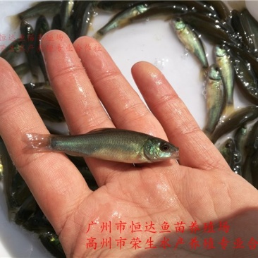 丁桂鱼苗丁岁鱼苗