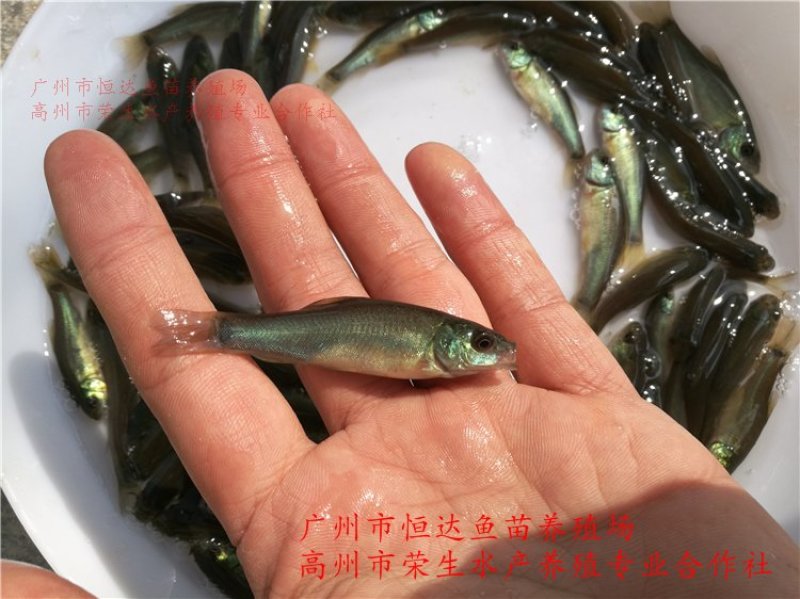 丁桂鱼苗丁岁鱼苗