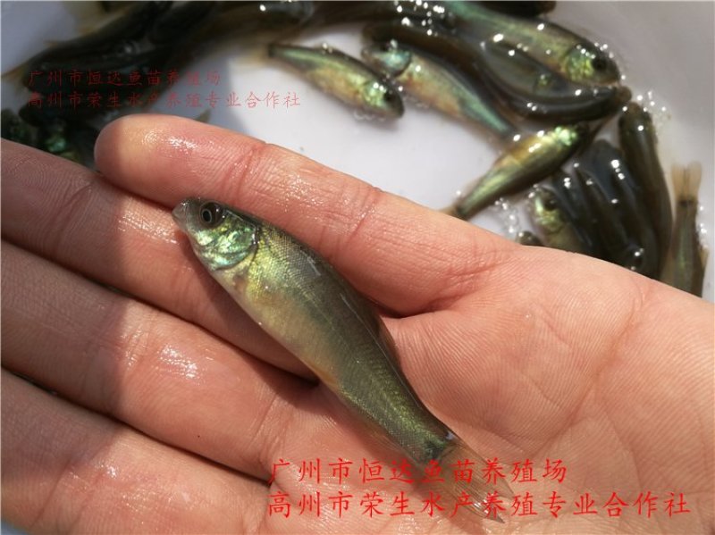 丁桂鱼苗丁岁鱼苗