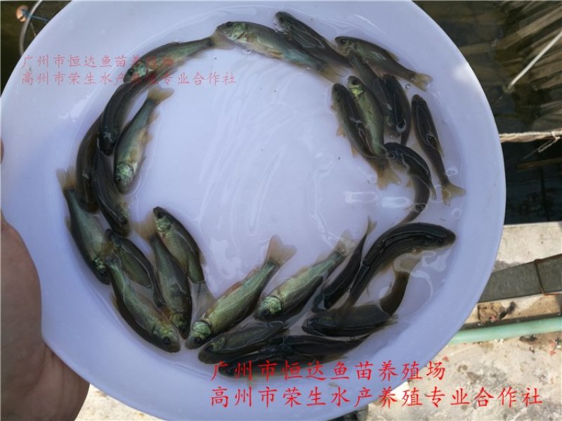丁桂鱼苗丁岁鱼苗