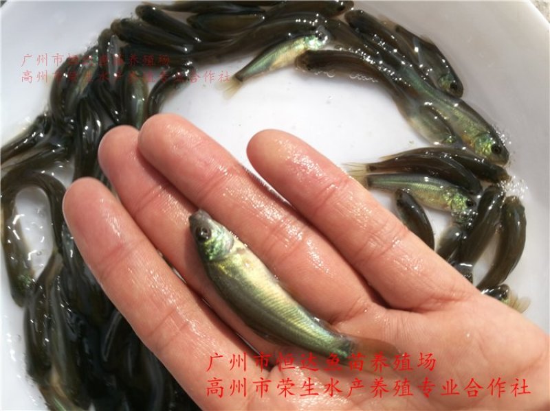丁桂鱼苗丁岁鱼苗