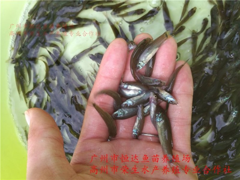 丁桂鱼苗丁岁鱼苗