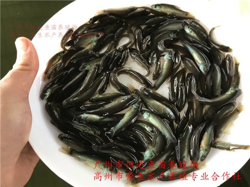 丁桂鱼苗丁岁鱼苗