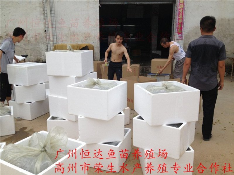 丁桂鱼苗丁岁鱼苗
