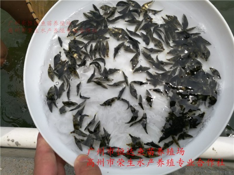 桂花鱼苗
