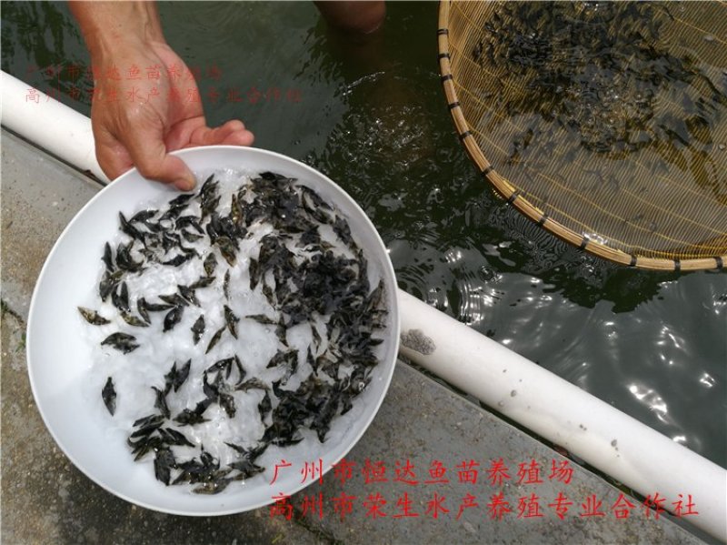 桂花鱼苗