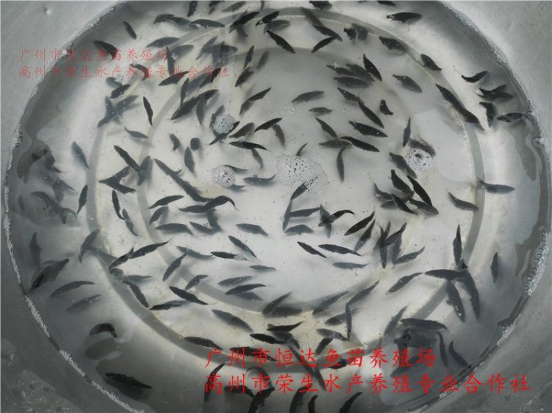 桂花鱼苗