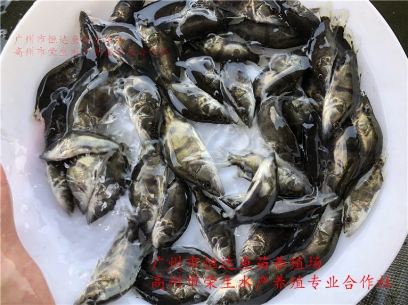桂花鱼苗