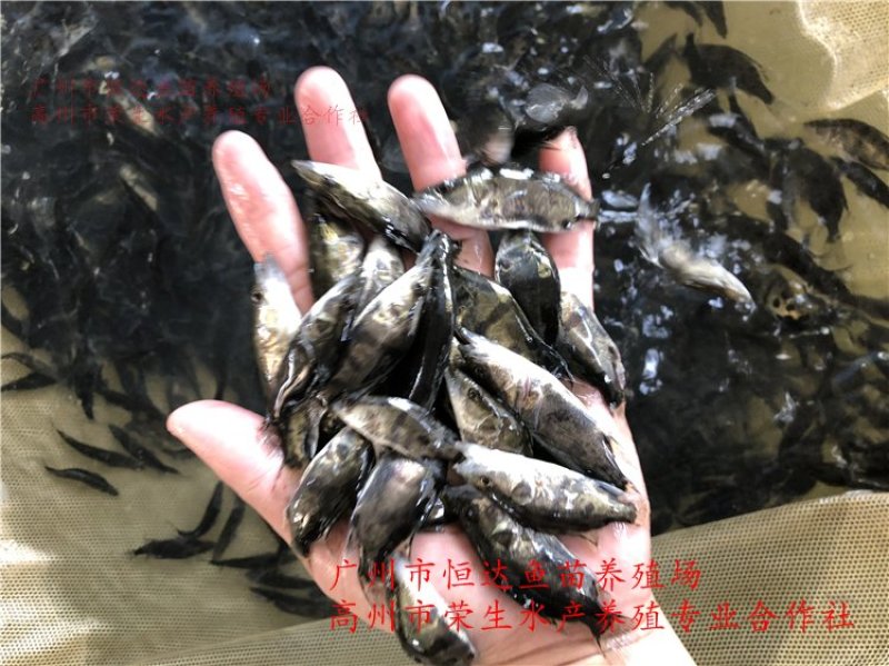 桂花鱼苗