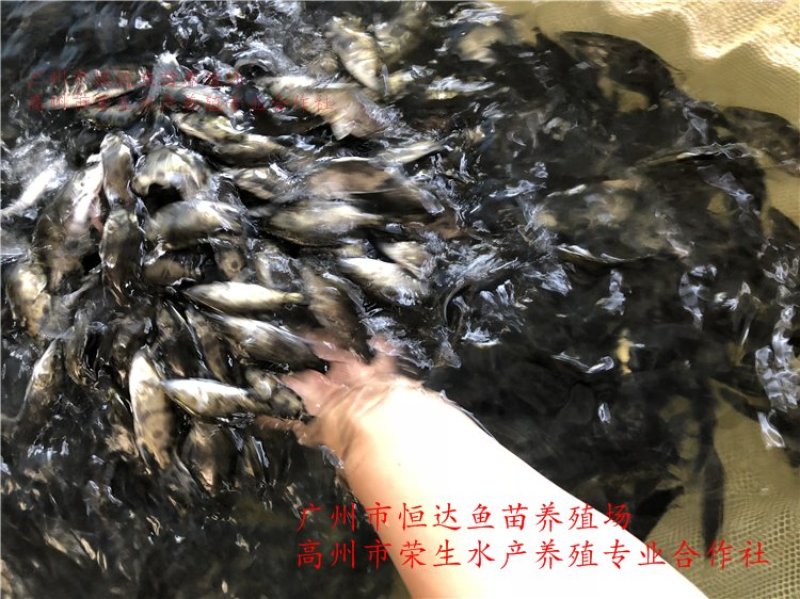 桂花鱼苗