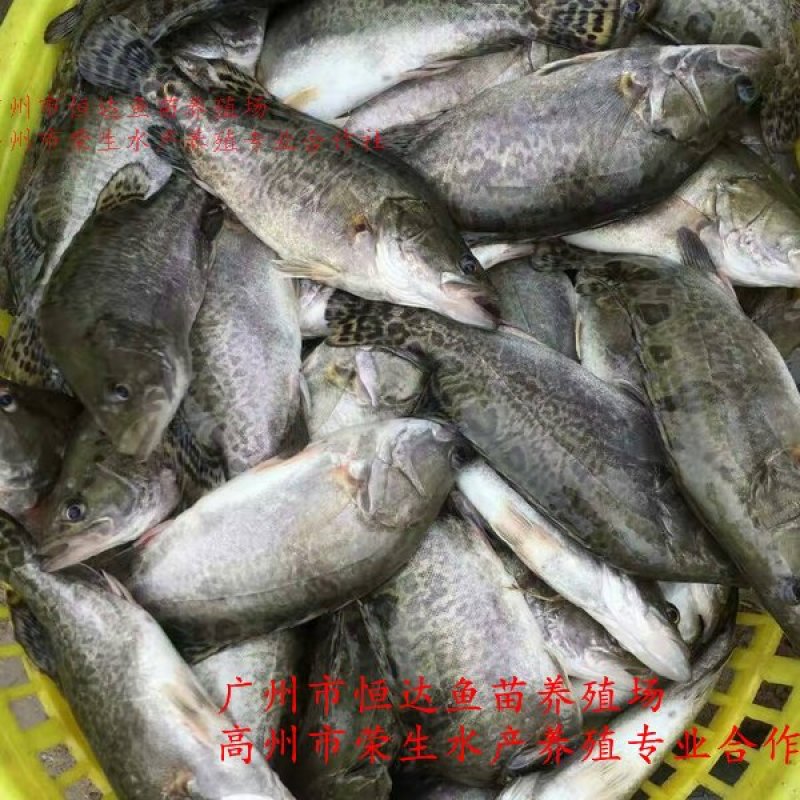 桂花鱼苗