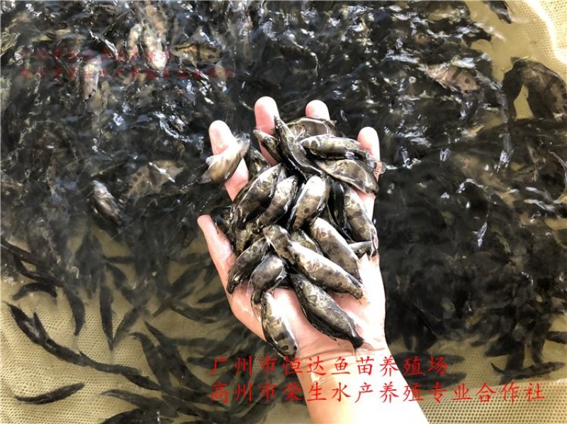 桂花鱼苗